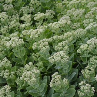 Rozchodnik okazały Stardust 1L