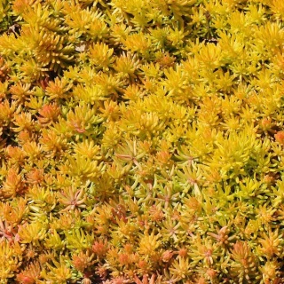 Rozchodnik ościsty Angelina 1L