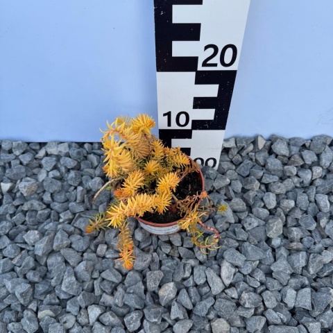 Rozchodnik ościsty Angelina 1L