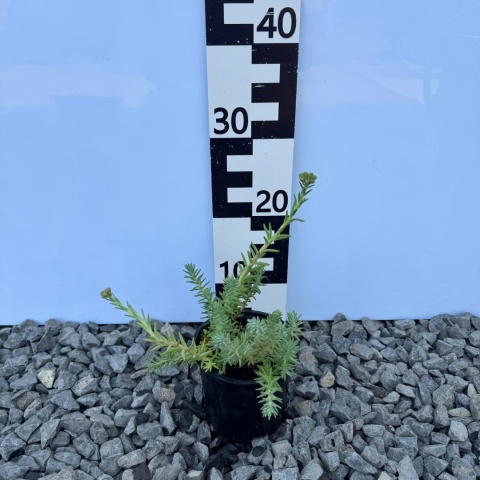 Rozchodnik ościsty Blue Spruce 1L