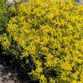 Rozchodnik ostry Yellow Queen P9(0,5L)