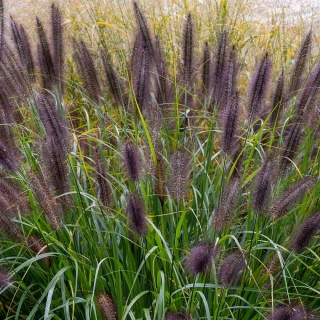 Rozplenica Viridescens 3L