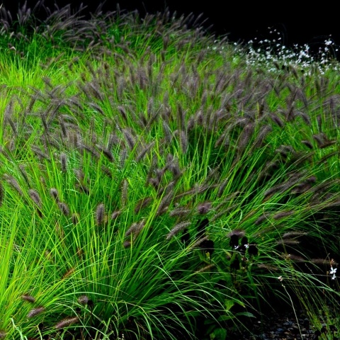 Rozplenica Viridescens 3L