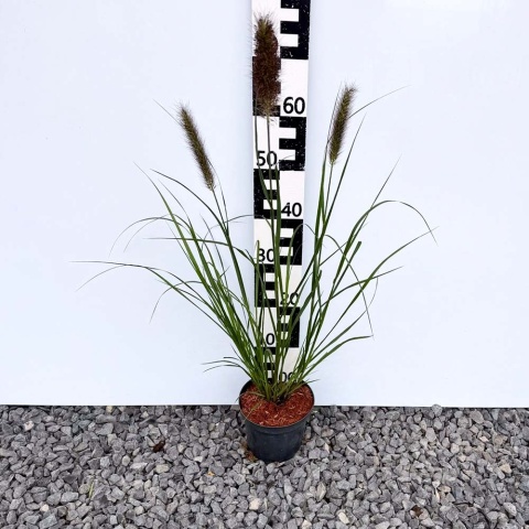 Rozplenica Viridescens 3L