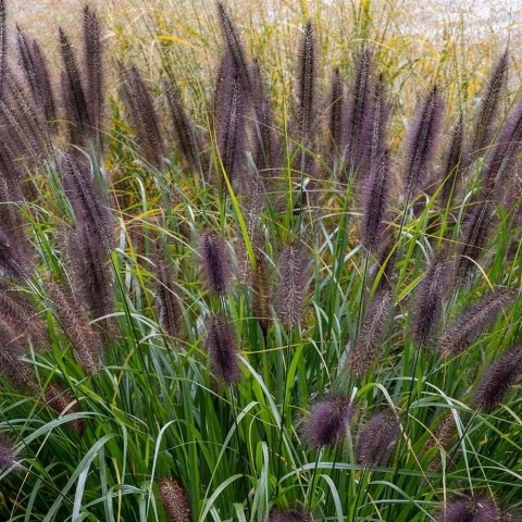 Rozplenica japońska Black Beauty 2L