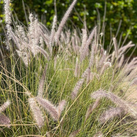 Rozplenica japońska Dance with me 3L