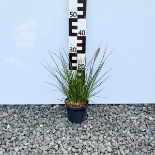 Rozplenica japońska Hameln 2L