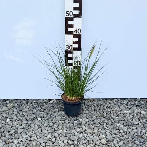 Rozplenica japońska Hameln 2L