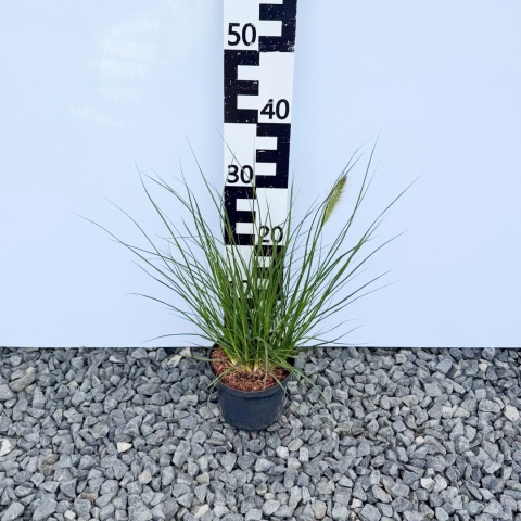 Rozplenica japońska Hameln 2L