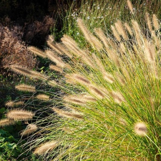 Rozplenica japońska Hameln Gold P11(1L)