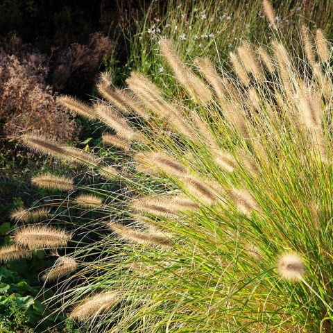 Rozplenica japońska Hameln Gold P11(1L)