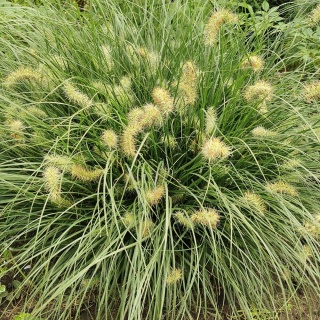 Rozplenica japońska Little Bunny P11(1L)