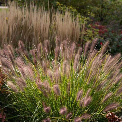 Rozplenica japońska Red Head 2L