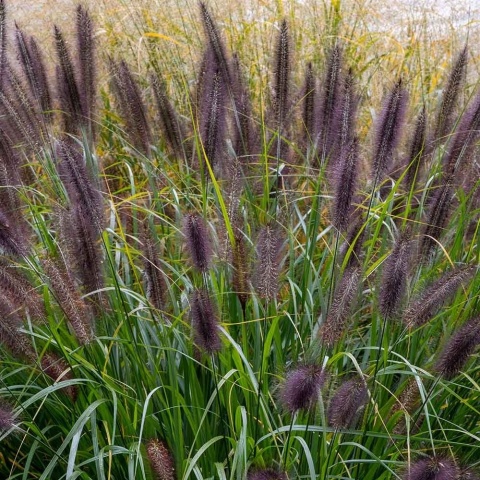 Rozplenica japońska Viridescens 2L