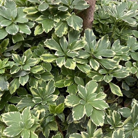 Runianka japońska Variegata P9(0,5L)