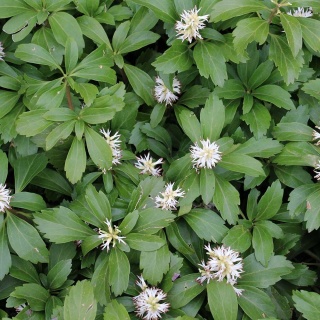 Runianka słowacka P9(0,5L)