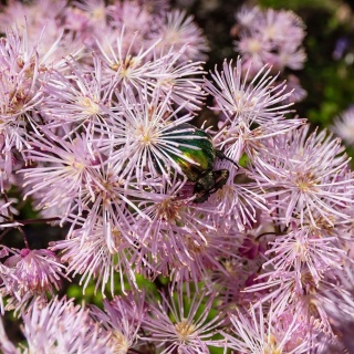 Rutewka orkolistna Nimbus Pink 2L