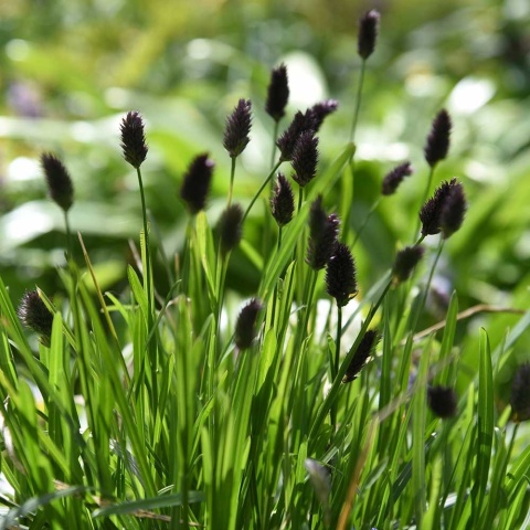 Sesleria Heuflera P11(1L)