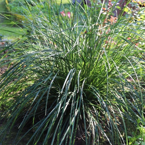 Sesleria skalna P9(0,5L)