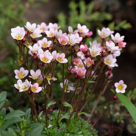 Skalnica Arendsa Ice Colours Appleblossom P11(1L)