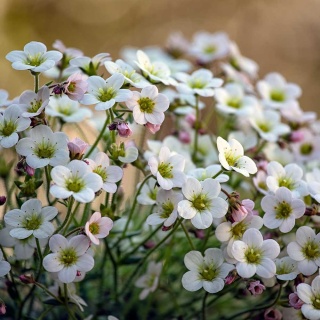 Skalnica Arendsa Ice Colours Pearl White P11(1L)