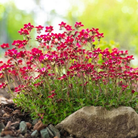 Skalnica Arendsa Ice Colours Red P11(1L)