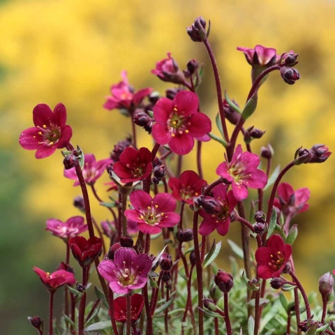 Skalnica Arendsa Peter Pan P11(1L)