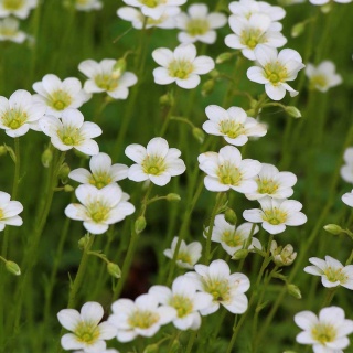 Skalnica Arendsa Pixie White P11(1L)