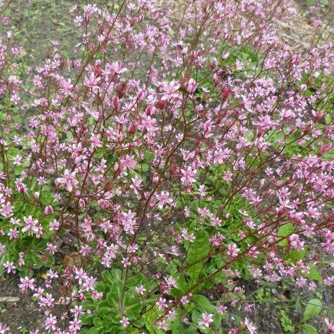 Skalnica cienista P11(1L)