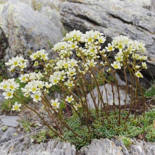 Skalnica gronkowa Minutifolia P9(0,5L)