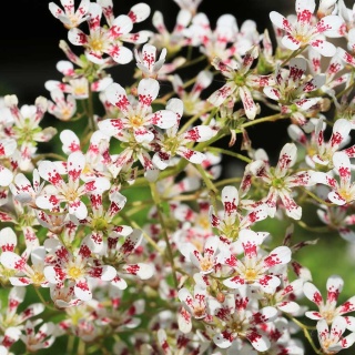 Skalnica liścieniolistna Soutshide Seedling P9(0,5L)