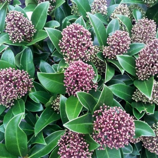 Skimmia japońska Fragrant Cloud 5L