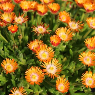 Słonecznica Pomarańczowa 2L