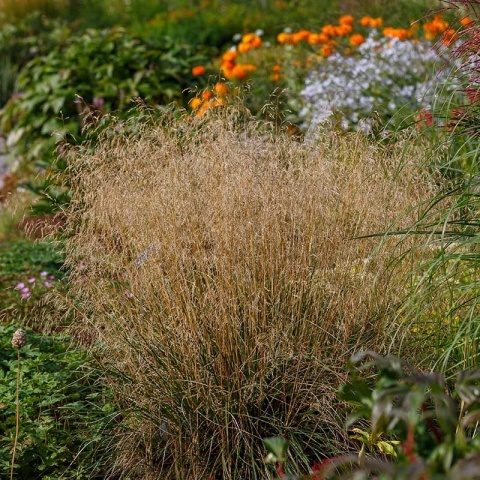 Śmiałek darniowy 2L