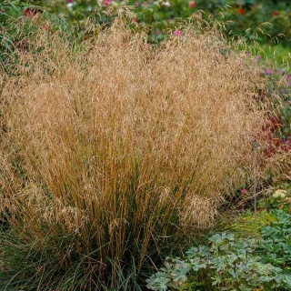 Śmiałek darniowy Goldschleier 2L