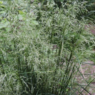 Śmiałek darniowy Goldtau 2L