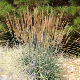 Sorgastrum Indian Steel P11(1L)