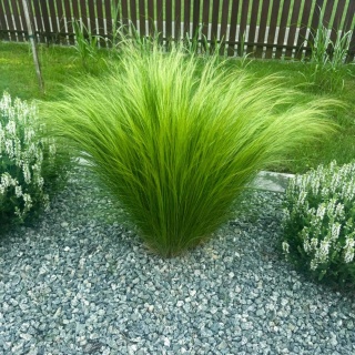 Stipa Ostnica mocna Pony Tails 0,5L (P9)