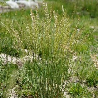 Strzęplica sina P9(0,5L)