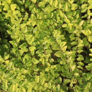 Suchodrzew chiński Golden Glow P9(0,5L)