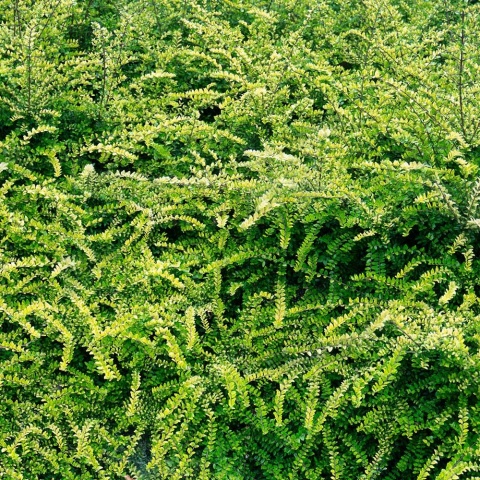 Suchodrzew chiński Moss Green 2L