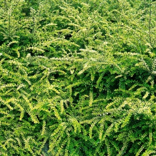 Suchodrzew chiński Moss Green P9(0,5L)