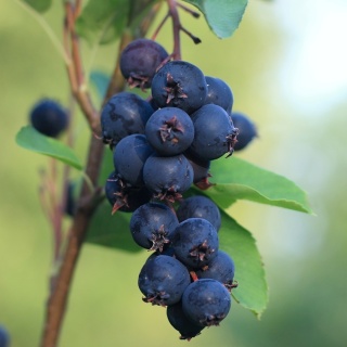 Świdośliwa Northline P9(0,5L)