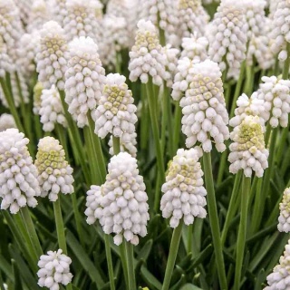 Szafirek Album P11(1L)