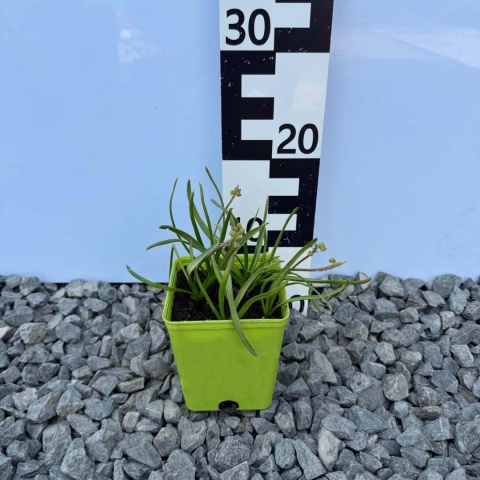 Szafirek Album P11(1L)