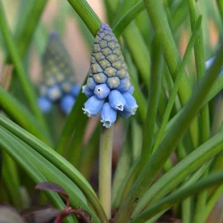 Szafirek Atlatnic P11(1L)