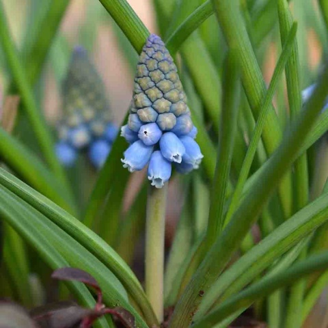 Szafirek Atlatnic P11(1L)