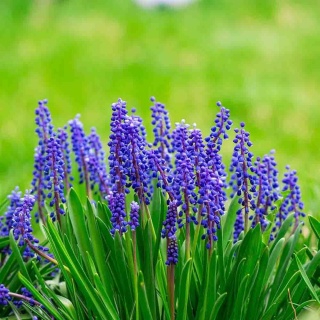 Szafirek Blue Spike P11(1L)