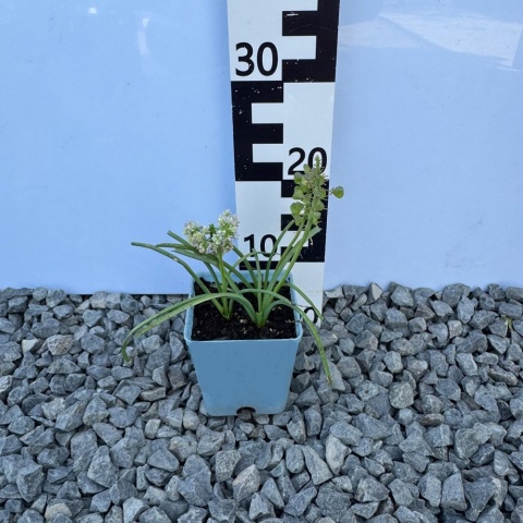 Szafirek Blue Spike P11(1L)