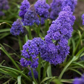 Szafirek Fantasy Creation P11(1L)